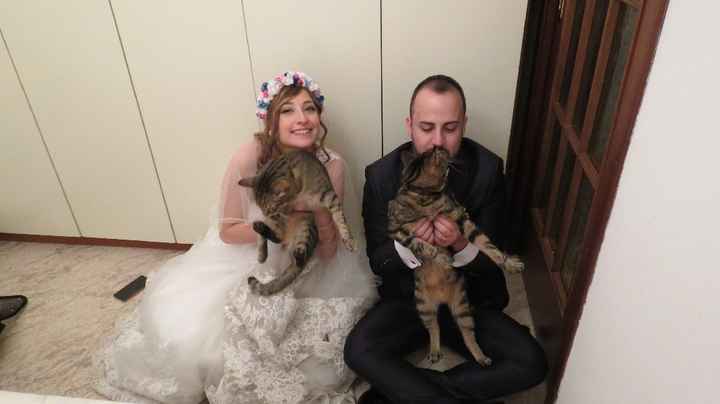 Wedding Cats!!! - 1