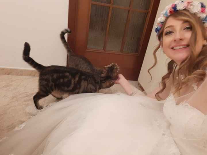 Wedding Cats!!! - 1