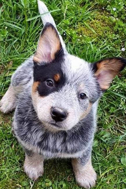 Too cute: i vostri amici animali - 2