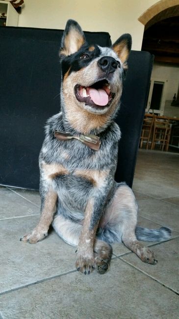 Dog sitter ok - 1