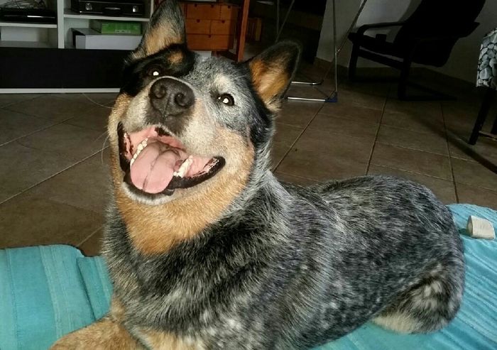 Prenderete un animale domestico? Quale? - 1