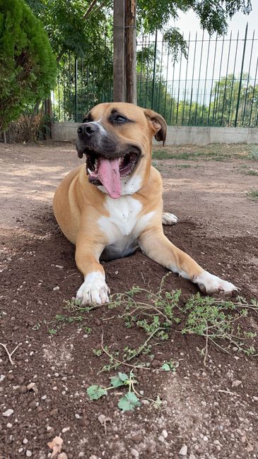 L'amore mio più grande 2