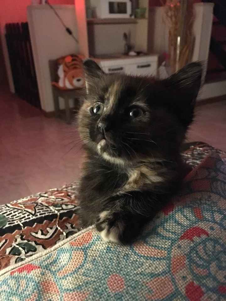 Abbiamo allargato la famiglia! - 6