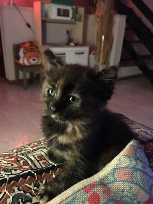 Abbiamo allargato la famiglia! - 4