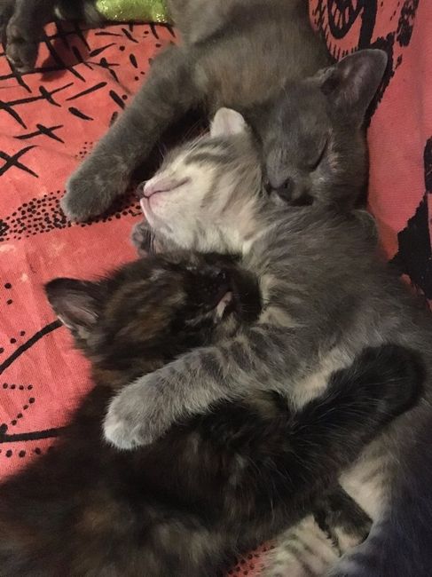 Abbiamo allargato la famiglia! - 1