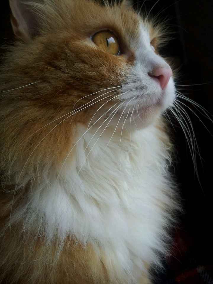 Le foto dei vostri animali - 2