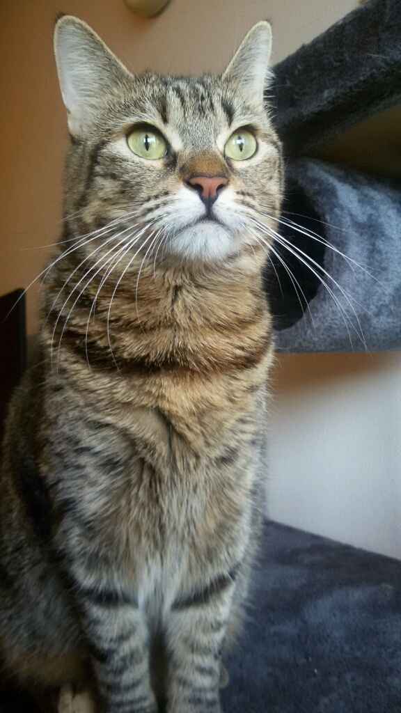 Le foto dei vostri animali - 3