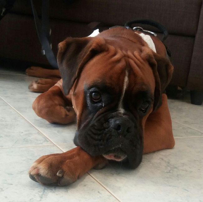  Tate per la nostra bimba pelosa 😍 - 4