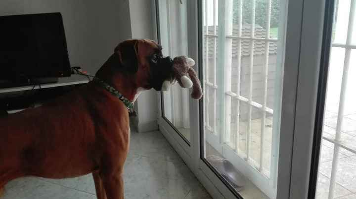 Chi come me ha un animale domestico che farà parte del  matrimonio? - 1