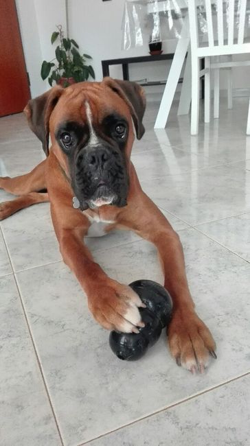 I nostri animali ♥️ - 1