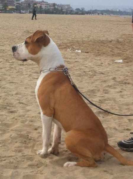 Le foto dei vostri animali - 2