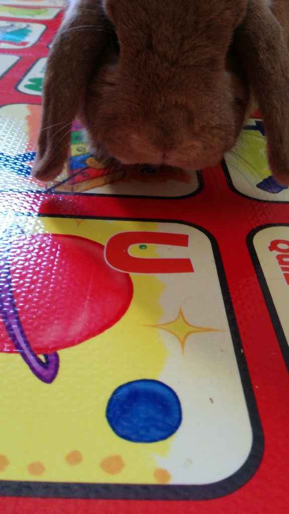 Lui è il mio piccolino!🐶 Parteciperà alle nostre nozze! E i vostri? - 1