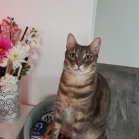 Convivenze un po’ .....pelose!🐶🐱🐹🐰 - 1