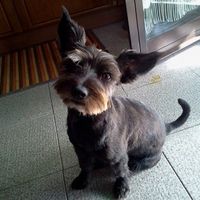 Matrimonio insieme all'amico a 4 zampe - 1