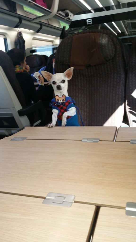 Cani al matrimonio? - 1