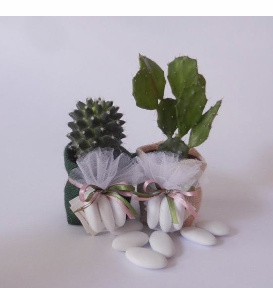 Bomboniera piantine grasse - 1
