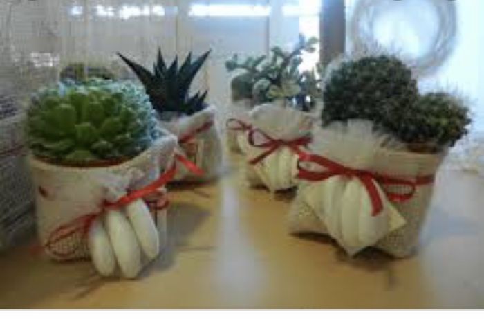 Bomboniera piantine grasse 4