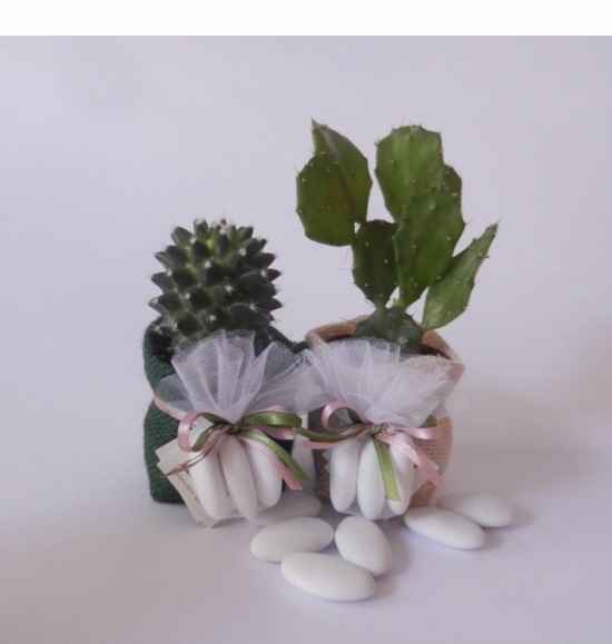 Bomboniera piantine grasse - 1