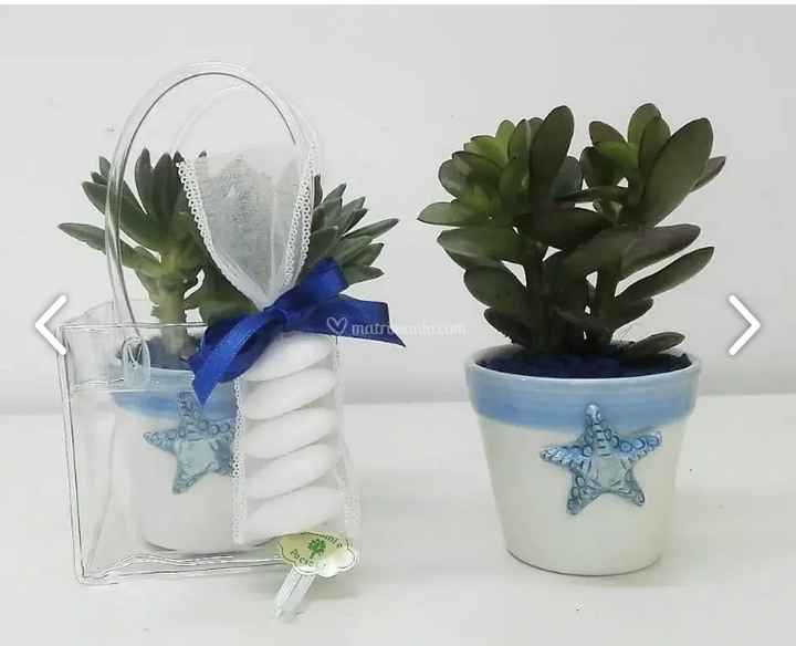 Bomboniere piantine grasse - 3