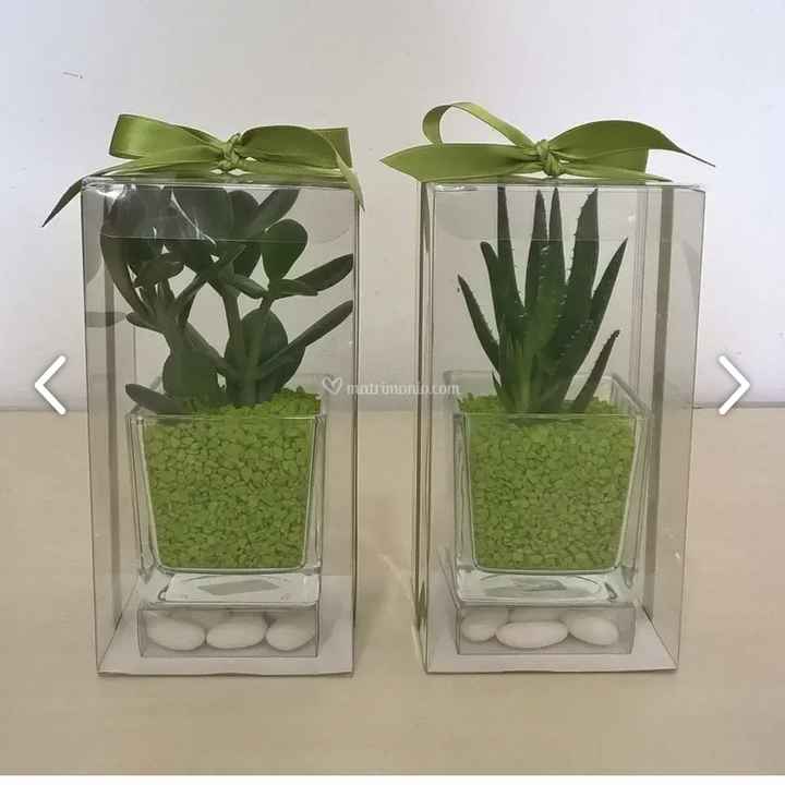 Bomboniere piantine grasse - 5