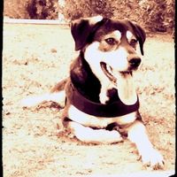 Le foto dei vostri animali - 1