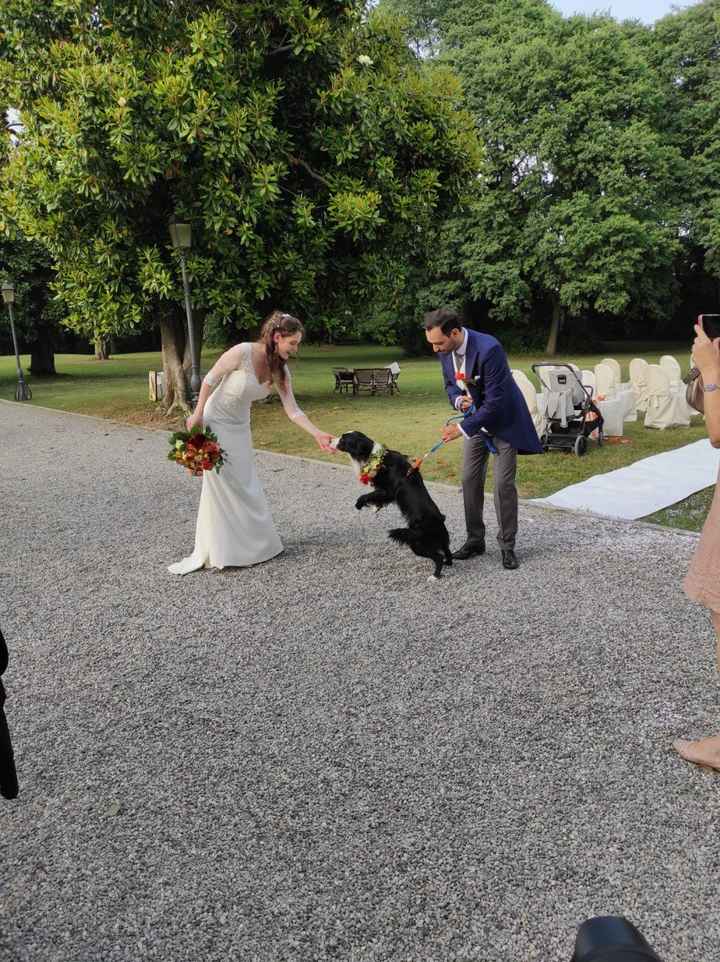 Cani al matrimonio - 1