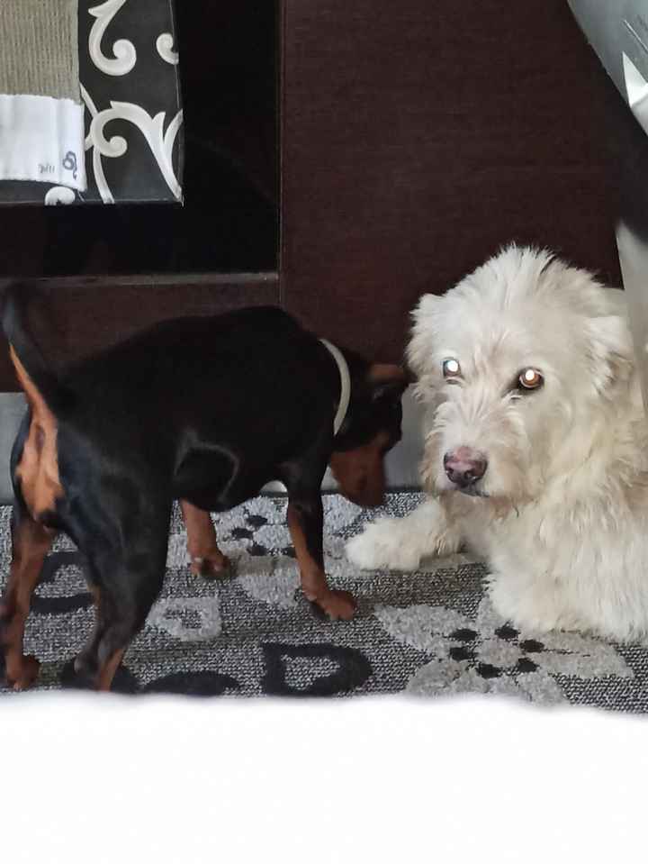 Animali domestici 🐕 🐱 - 1