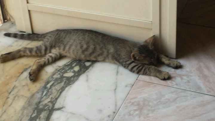 Le foto dei vostri animali - 1