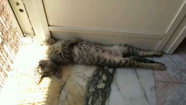 Le foto dei vostri animali - 2