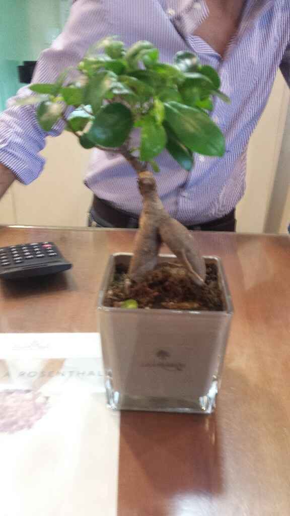 Bomboniere bonsai per matrimonio - 1