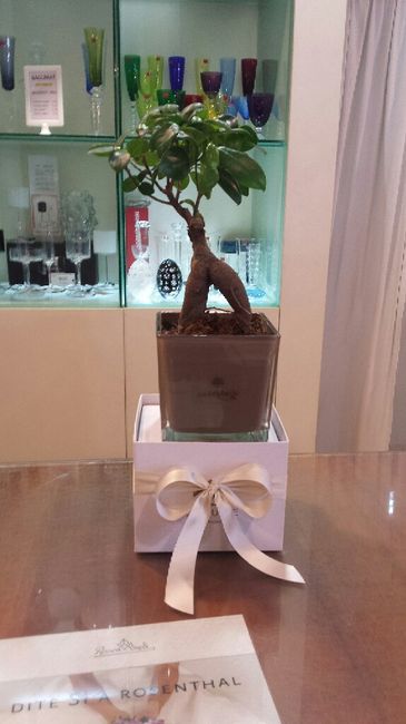 Bomboniere bonsai per matrimonio - 2