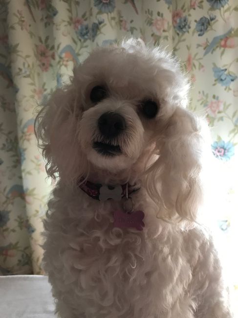  Matrimoni e animali! - 1