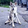 Chiara