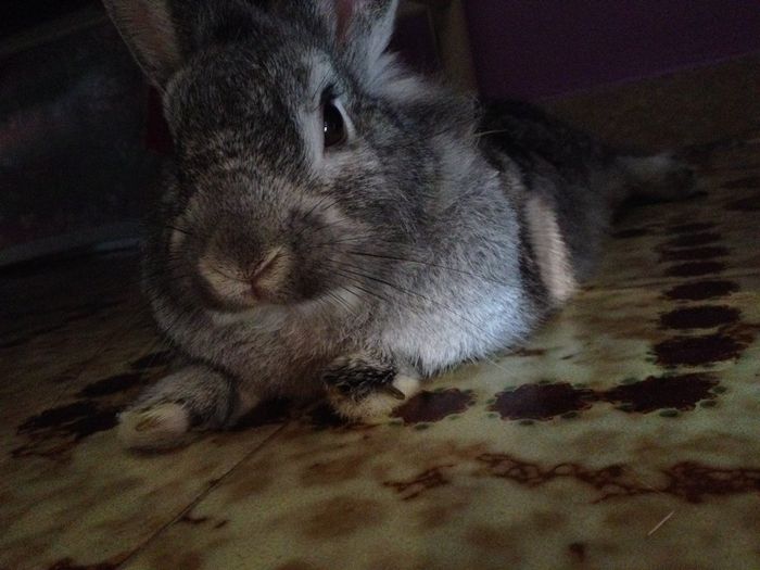 Too cute: i vostri amici animali - 0
