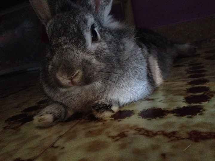 Too cute: i vostri amici animali - 0