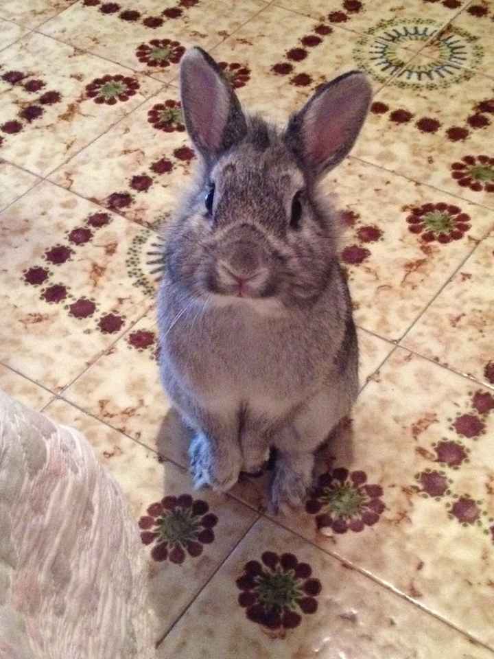 Too cute: i vostri amici animali - 2