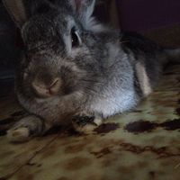 Too cute: i vostri amici animali - 0