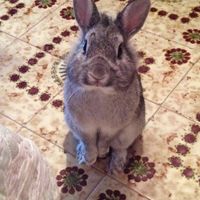 Too cute: i vostri amici animali - 2