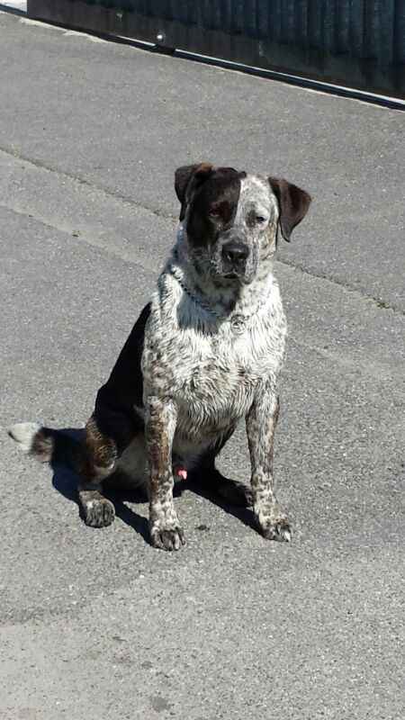 Raccolta di foto con i nostri animali - 1