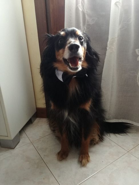 i miei super elegantissimi cagnoni! - 1