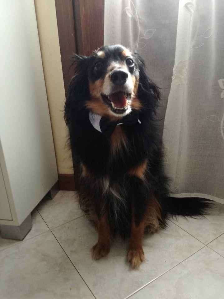 i miei super elegantissimi cagnoni! - 1