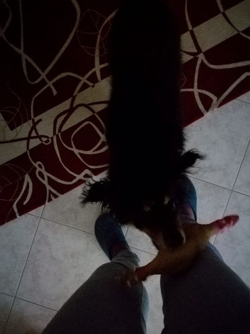  Fedi a quattro zampe - 1