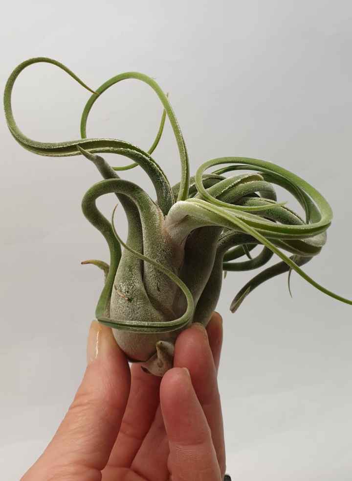 Riordinando le idee per gli allestimenti floreali - 3