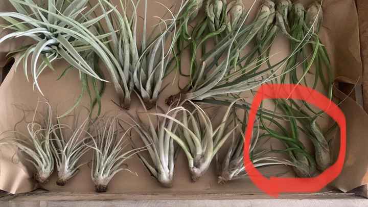 Primi elementi per l’allestimento 🖤🎃 - 2