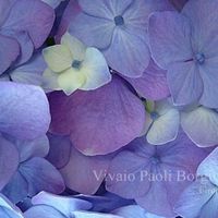 Pervinca per le damigelle 