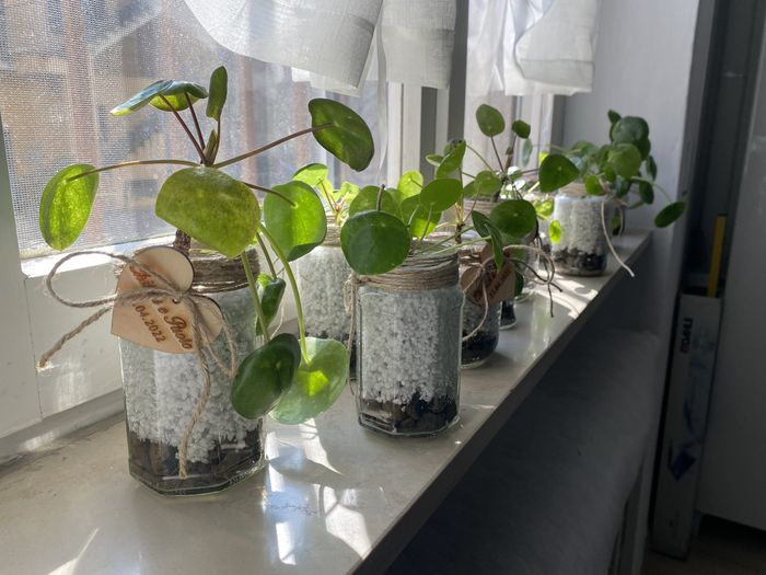 Idee per bomboniere green o enogastronomica 3