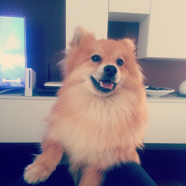 I nostri amici animali.. - 1