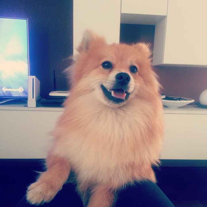 I nostri amici animali.. - 1