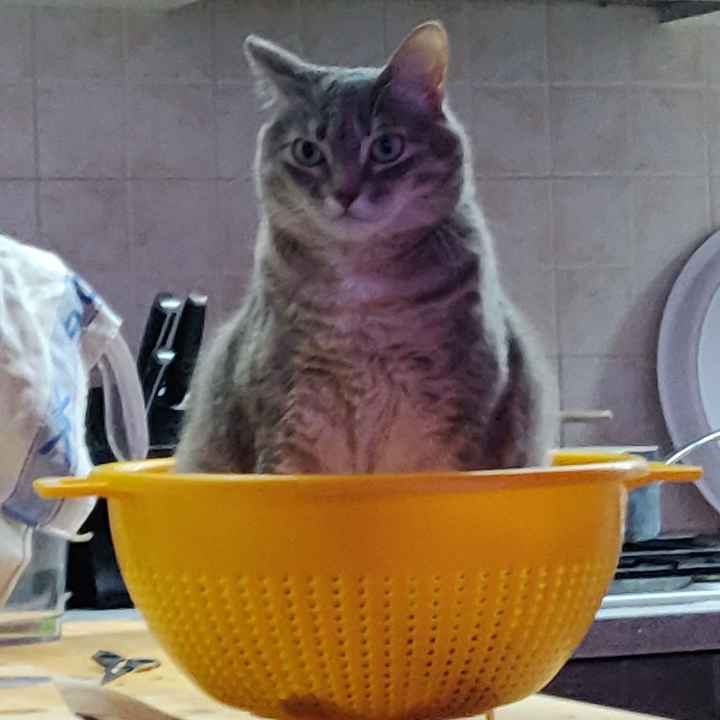 Il nostro amico a quattro zampe si chiama... - 1