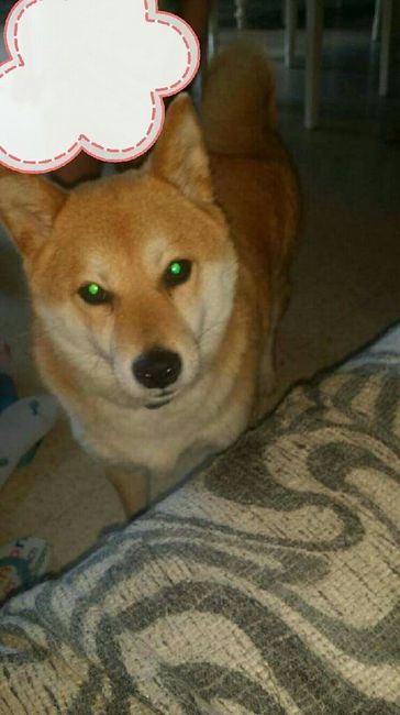 La nuova arrivata ?? - 1